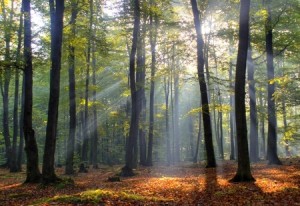 polen-wald